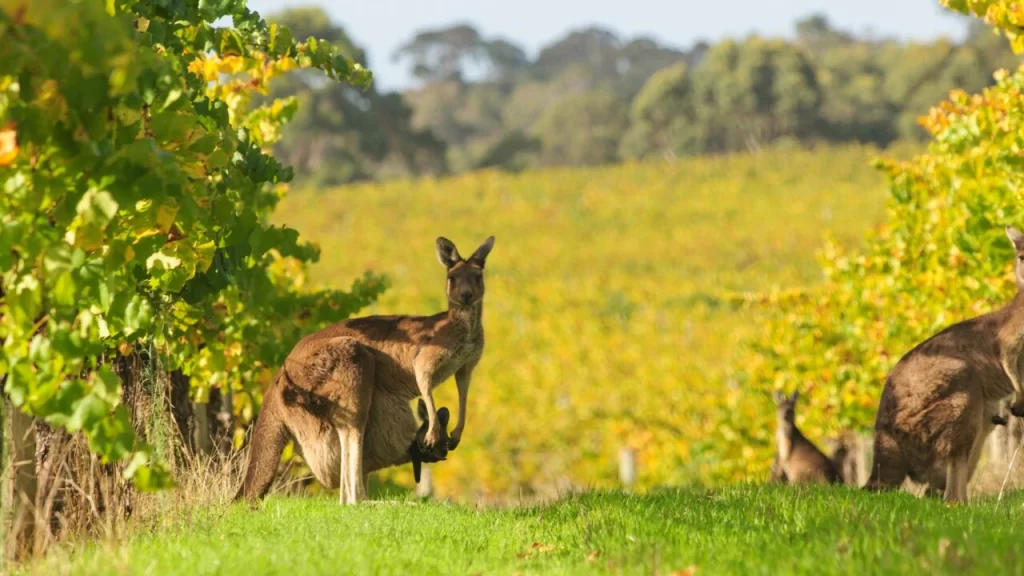 Australian Enviroment